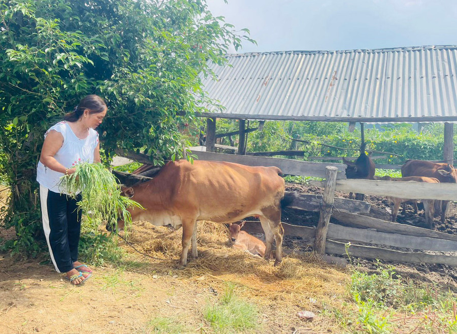 Chị Ksor H’Jrao (buôn Rưng Ma Rai) sử dụng nguồn vốn vay ưu đãi để chăn nuôi bò. Ảnh: V.C