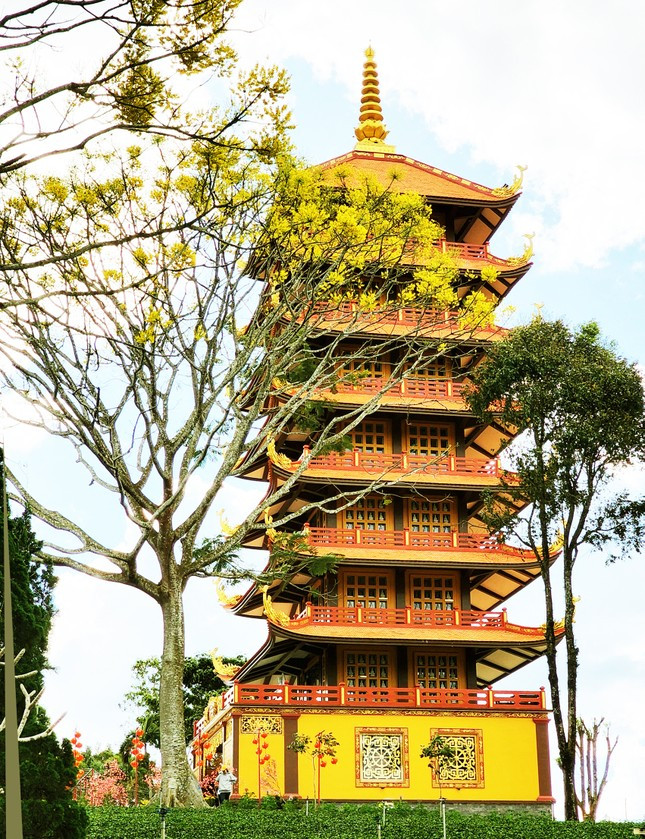 Phượng nở rực rỡ bên tháp chùa.