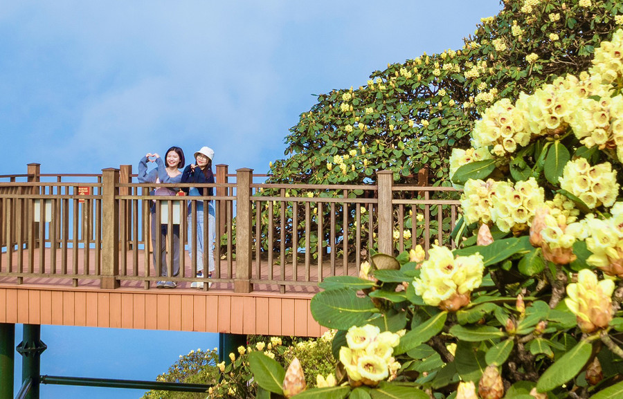 Giới trẻ đặc biệt thích thú check-in với hoa đỗ quyên tại con đường dạo nối lên Kim Sơn Bảo Thắng Tự nằm ở độ cao 3.000m so với mực nước biển. Dài khoảng 60m, con đường được xây dựng uốn theo địa thế tự nhiên để đảm bảo giữ nguyên trạng khu vực có những gốc đỗ quyên cổ thụ, quý hiếm