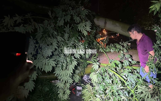 Hình ảnh cây xanh bật gốc đè trúng anh L.V.A., khiến thanh niên này bị thương rất nặng. Ảnh: Tuấn Minh Hình ảnh cây xanh bật gốc đè trúng anh L.V.A., khiến thanh niên này bị thương rất nặng. Ảnh: Tuấn Minh