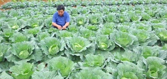 Cùng với hoa, vùng đất Vĩnh Sơn là nơi phát triển thành công vùng rau ôn đới hợp chuẩn VietGAP. Ảnh: Dự án Rau an toàn Bình Định