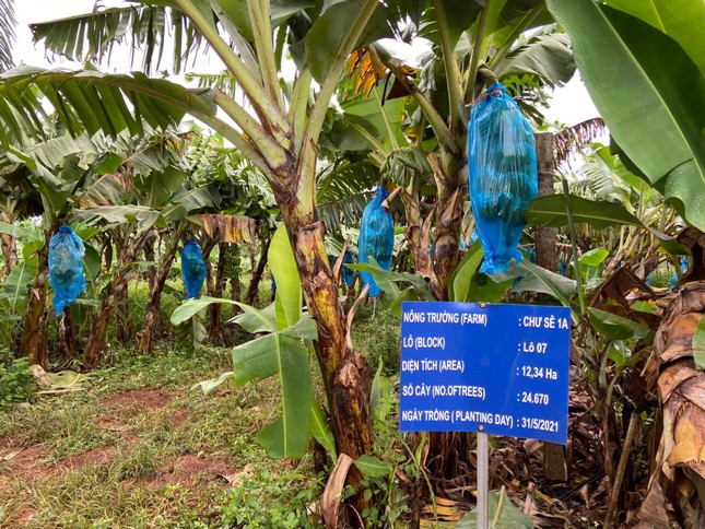Từ năm 2024, mỗi năm HAG sẽ trồng mới 1.000 ha chuối.