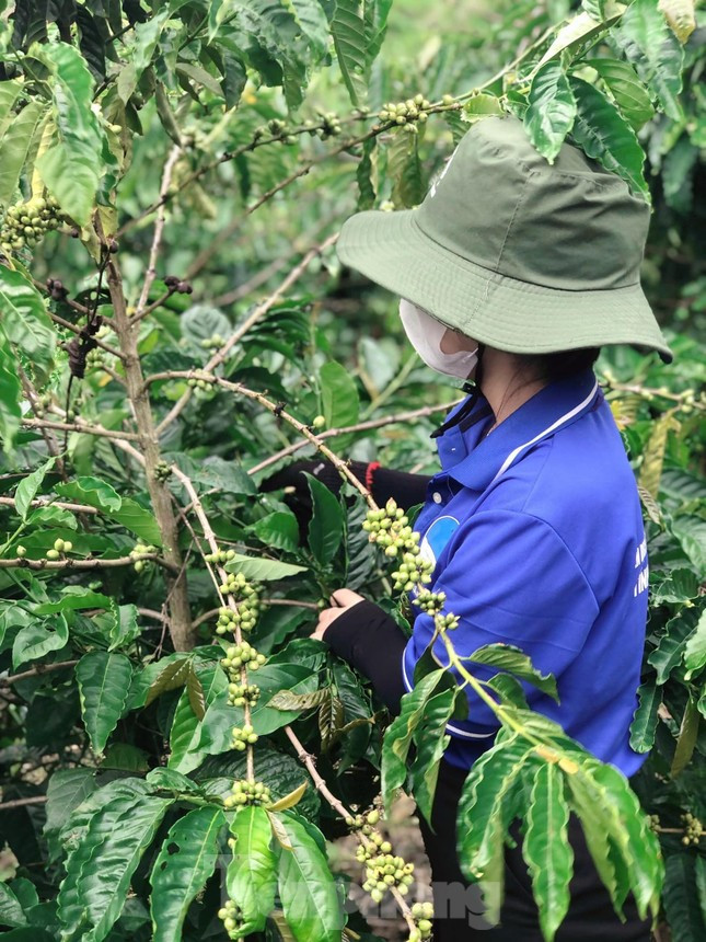 Thanh niên tình nguyện giúp người dân vặt chồi, làm cỏ cà phê ảnh 6