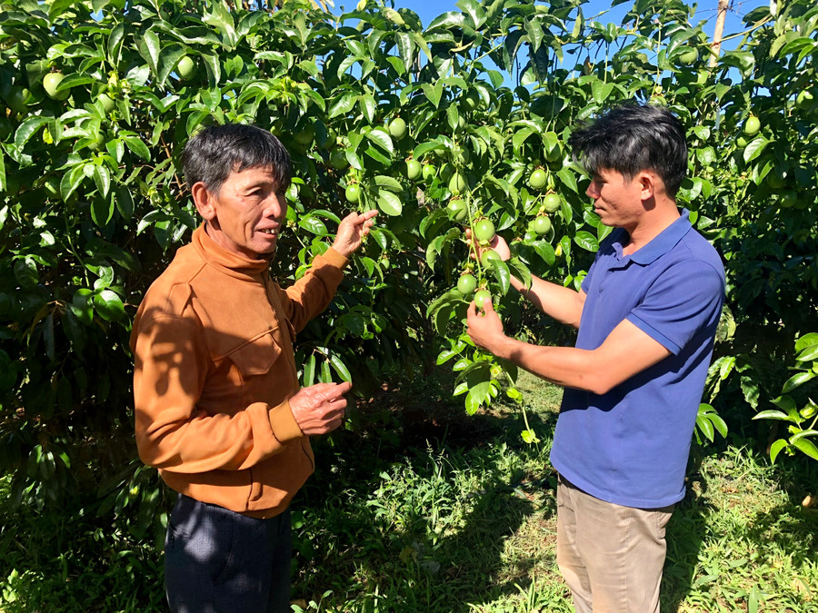 Anh Trần Bình Trọng-thôn 19 (xã Ia Tiêm, huyện Chư Sê; bìa phải) giới thiệu vườn chanh leo của gia đình. Ảnh: Lê Nam Anh Trần Bình Trọng-thôn 19 (xã Ia Tiêm, huyện Chư Sê; bìa phải) giới thiệu vườn chanh leo của gia đình. Ảnh: Lê Nam