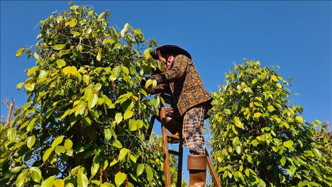 Nông dân Gia Lai tất bật vào vụ thu hoạch hồ tiêu 2023. Ảnh: Hồng Điệp/TTXVN