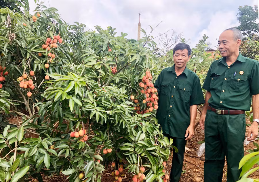 Ông Nguyễn Duy Cường (bìa phải)-Chủ nhiệm Câu lạc bộ CCB sản xuất kinh doanh giỏi huyện Chư Păh tham quan mô hình trồng cây ăn quả của CCB Đặng Thanh Vân. Ảnh: L.N