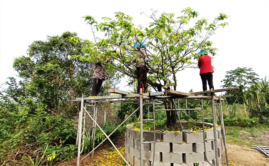 Công việc lặt bỏ bông mai sau Tết tuy đơn giản nhưng muốn thuê chưa chắc có người làm nếu không đặt trước. Ảnh: Thanh Thanh