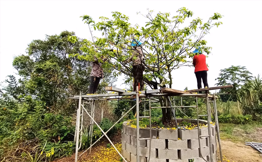 Công việc lặt bỏ bông mai sau Tết tuy đơn giản nhưng muốn thuê chưa chắc có người làm nếu không đặt trước. Ảnh: Thanh Thanh
