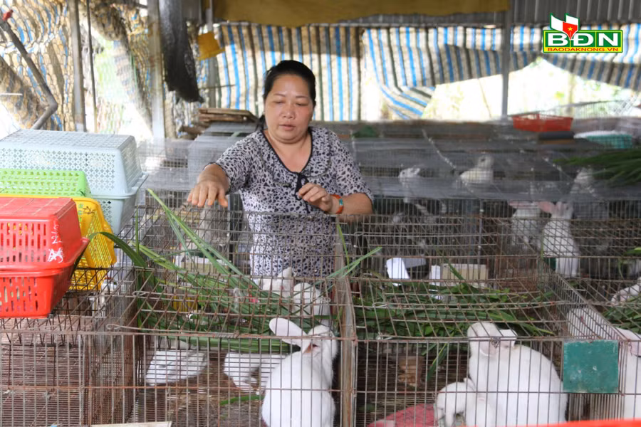 Năm 2018, chị Tuyết đầu tư nuôi thỏ New Zealand.