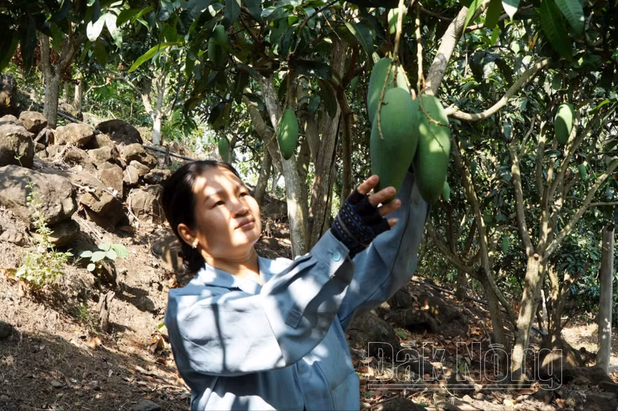 Cây xoài mọc trên vùng sỏi đá Đắk Gằn đưa người dân thoát nghèo, làm giàu từ cây xoài.
