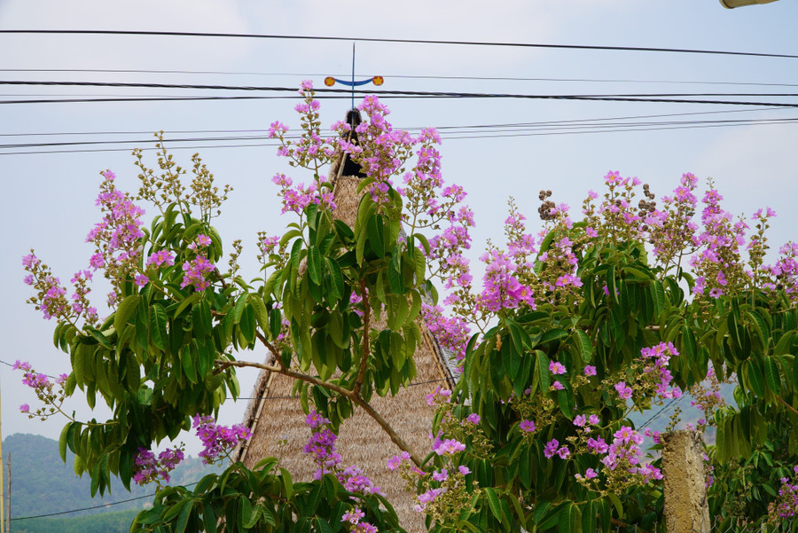 Bằng lăng hồng được bà con dân làng Kon Nhên, xã Đăk Ruồng, huyện Kon Rẫy trồng xung quanh nhà rông. Mỗi mùa hoa nở, nhà rông như được tô đẹp hơn bởi sắc hồng của hoa.