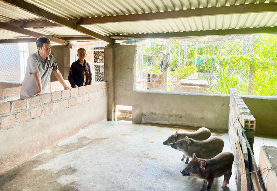 Hầu hết các hộ chăn nuôi heo trên địa bàn huyện Ia Pa đều có ý thức vệ sinh chuồng trại để phòng ngừa dịch bệnh. Ảnh: N.H Hầu hết các hộ chăn nuôi heo trên địa bàn huyện Ia Pa đều có ý thức vệ sinh chuồng trại để phòng ngừa dịch bệnh. Ảnh: N.H