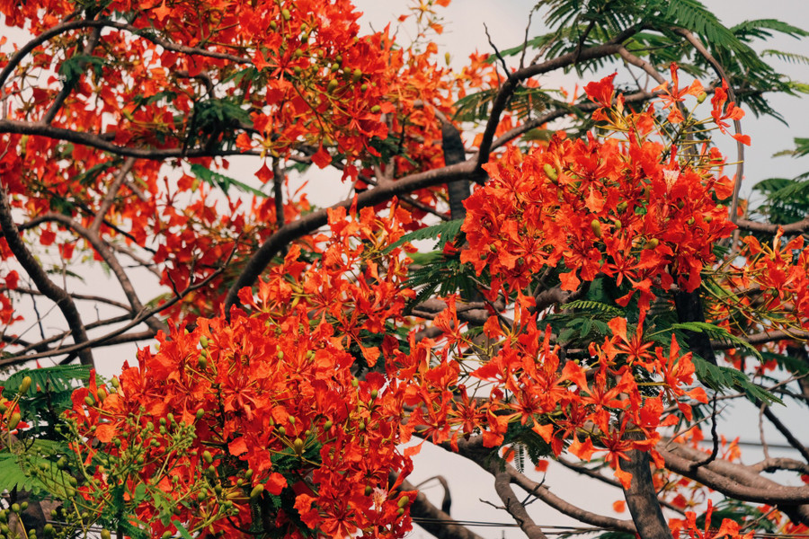 Hoa phượng nở rực trong những ngày hè. Ảnh: THÀNH ĐẠT