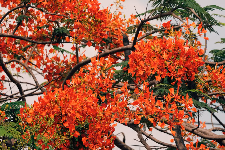 Hoa phượng nở rực trong những ngày hè. Ảnh: THÀNH ĐẠT