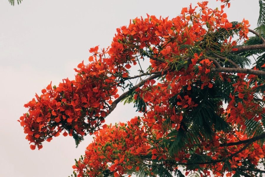 Hoa phượng rủ bóng, gợi nhớ những ký ức tuổi học trò. Ảnh: THÀNH ĐẠT