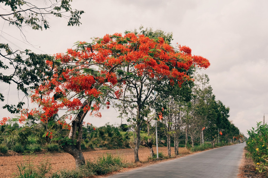 Ký ức tuổi thơ ùa về khi thấy những cây phượng nở rực. Ảnh: NVCC