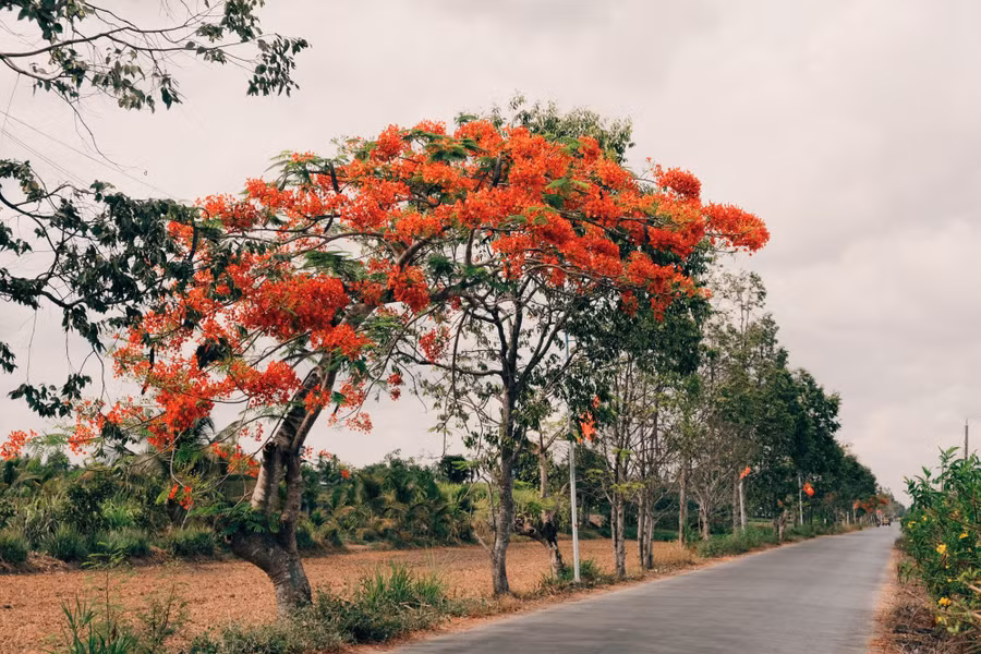 Ký ức tuổi thơ ùa về khi thấy những cây phượng nở rực. Ảnh: NVCC