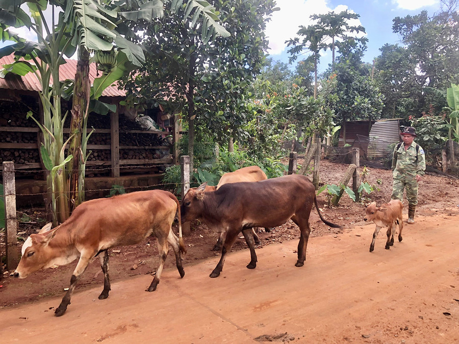 Để phát triển kinh tế già làng Siu Ing (làng OPếch) còn chăn nuôi thêm bò và trồng cà phê. Ảnh: L.N Để phát triển kinh tế già làng Siu Ing (làng OPếch) còn chăn nuôi thêm bò và trồng cà phê. Ảnh: L.N