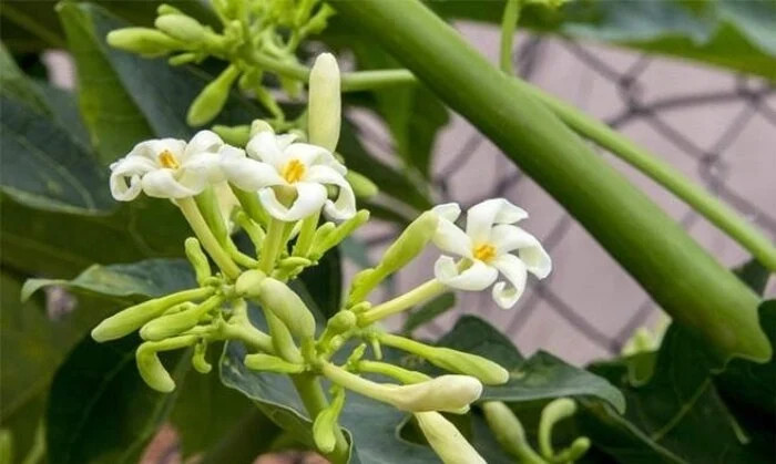 Uống hoa đu đủ đực ngâm mật ong vào lúc nào là băn khoăn của rất nhiều người. Uống hoa đu đủ đực ngâm mật ong vào lúc nào là băn khoăn của rất nhiều người.