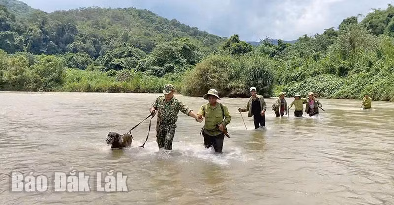 Lực lượng bảo vệ rừng Vườn Quốc gia Chư Yang Sin vượt sông tuần tra.