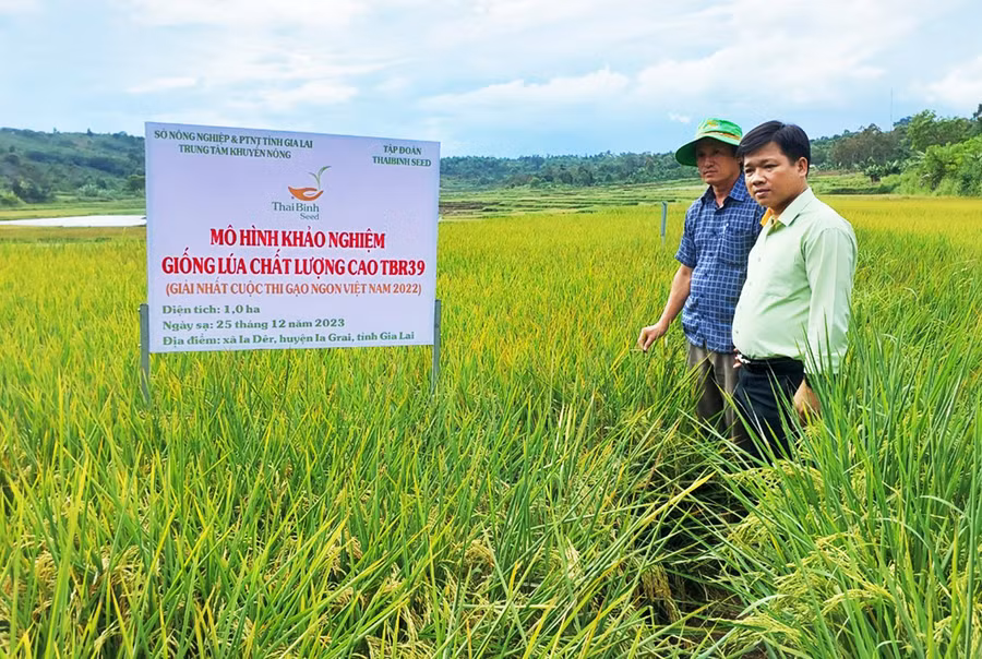 Khảo nghiệm giống lúa TBR39 tại xã Ia Dêr, huyện Ia Grai. Ảnh: N.S