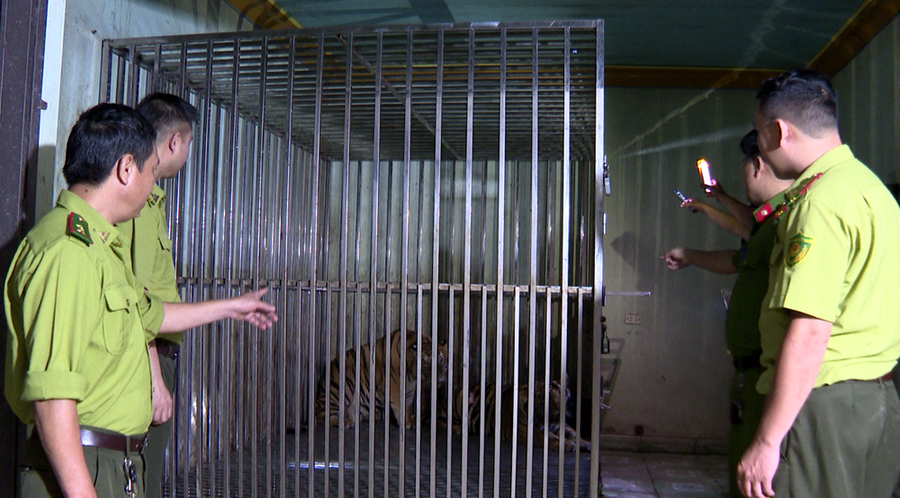 2 con hổ được nuôi trái phép tại xã Đại Đức, huyện Kim Thành