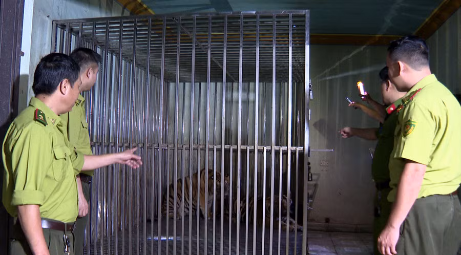 2 con hổ được nuôi trái phép tại xã Đại Đức, huyện Kim Thành