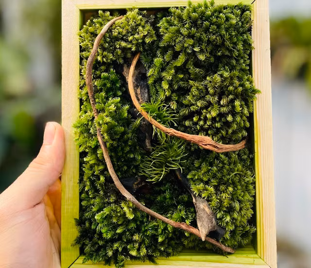 Duy mất từ 7-10 ngày để hoàn thiện những bức tranh rêu. Ảnh: NVCC