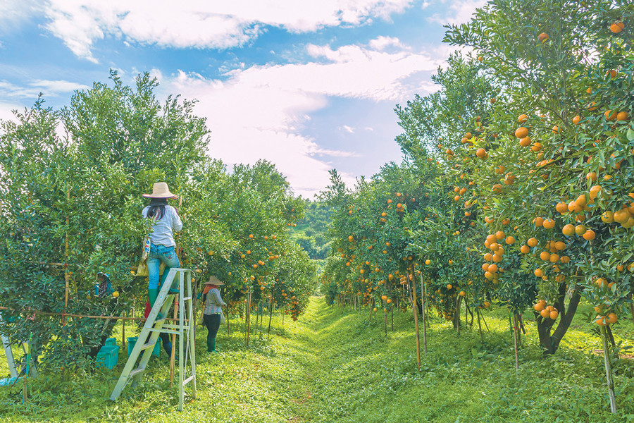 Vườn cam ở xã Ia Blứ, huyện Chư Pưh. Ảnh: Huyền Tỷ