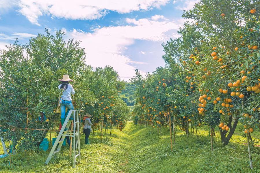 Vườn cam ở xã Ia Blứ, huyện Chư Pưh. Ảnh: Huyền Tỷ