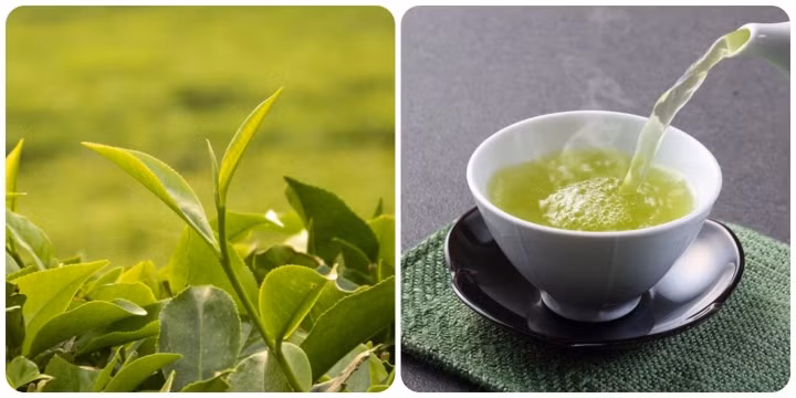 Uống chè xanh sai cách có thể gây hại cho sức khỏe.