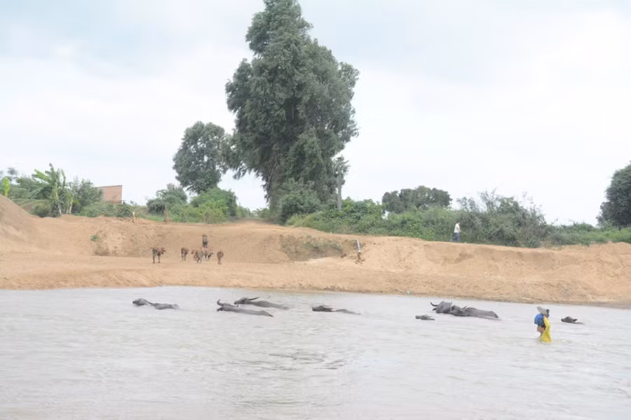 Người dân thị trấn Phú Thiện liều mình vượt qua dòng nước chảy xiết để qua khu sản xuất chăn thả gia súc. Ảnh: M.P