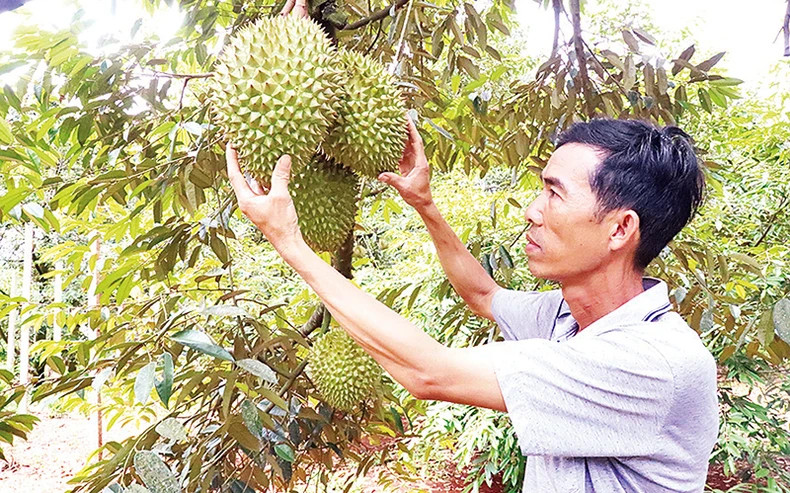 Du khách tham quan vườn sầu riêng của nông dân huyện Krông Pắc. Du khách tham quan vườn sầu riêng của nông dân huyện Krông Pắc.