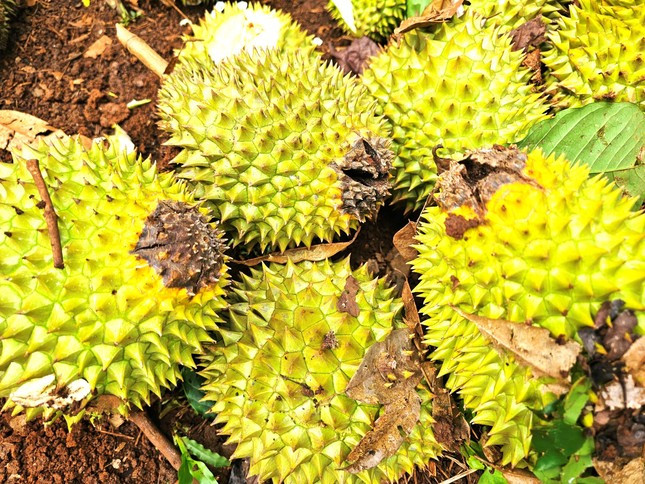 Sầu riêng bị thối trái vì nấm bệnh. Sầu riêng bị thối trái vì nấm bệnh.