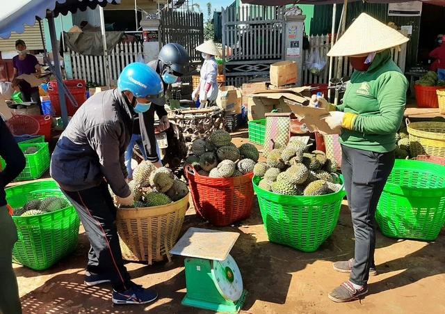 Đắk Lắk vào mùa thu hoạch sầu riêng, các cơ sở thu mua sầu riêng trở nên nhộn nhịp. Ảnh TRUNG CHUYÊN