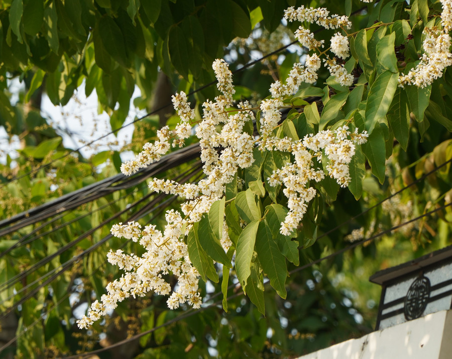 Bằng lăng trắng hiếm gặp, thường được người dân trồng làm cây cảnh và bóng mát ở góc vườn nhà. Hoa nhỏ hơn và nhiều cánh hơn trên mỗi bông so với hoa tím và hồng.