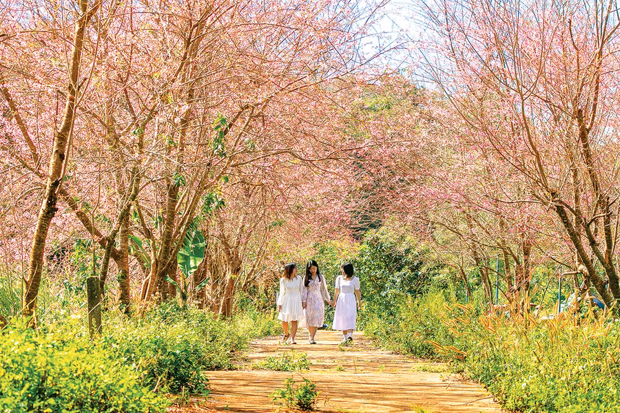 Mùa hoa anh đào tại Măng Đen (tỉnh Kon Tum) thu hút đông đảo du khách tham quan, chụp ảnh. Ảnh: Quốc Nguyễn