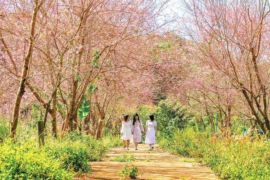 Mùa hoa anh đào tại Măng Đen (tỉnh Kon Tum) thu hút đông đảo du khách tham quan, chụp ảnh. Ảnh: Quốc Nguyễn Mùa hoa anh đào tại Măng Đen (tỉnh Kon Tum) thu hút đông đảo du khách tham quan, chụp ảnh. Ảnh: Quốc Nguyễn