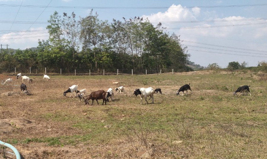 Người dân xã Ia khươl phát triển chăn nuôi dê góp phần tăng thu nhập. Ảnh: L.N Người dân xã Ia khươl phát triển chăn nuôi dê góp phần tăng thu nhập. Ảnh: L.N