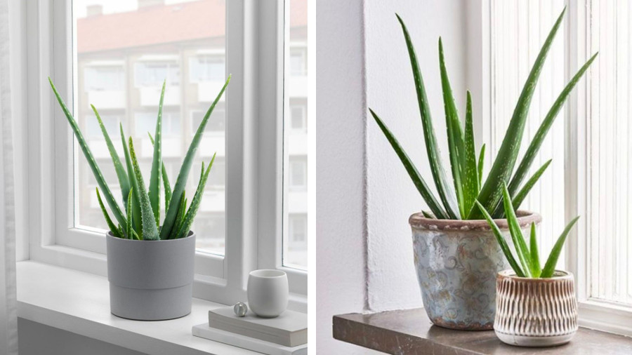 Trồng cây nha đam tại không gian làm việc sẽ giúp mọi người bảo vệ sức khỏe, nâng cao năng suất làm việc. Đồ hoạ: Tuyết Lan