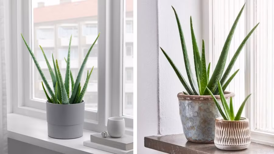 Trồng cây nha đam tại không gian làm việc sẽ giúp mọi người bảo vệ sức khỏe, nâng cao năng suất làm việc. Đồ hoạ: Tuyết Lan