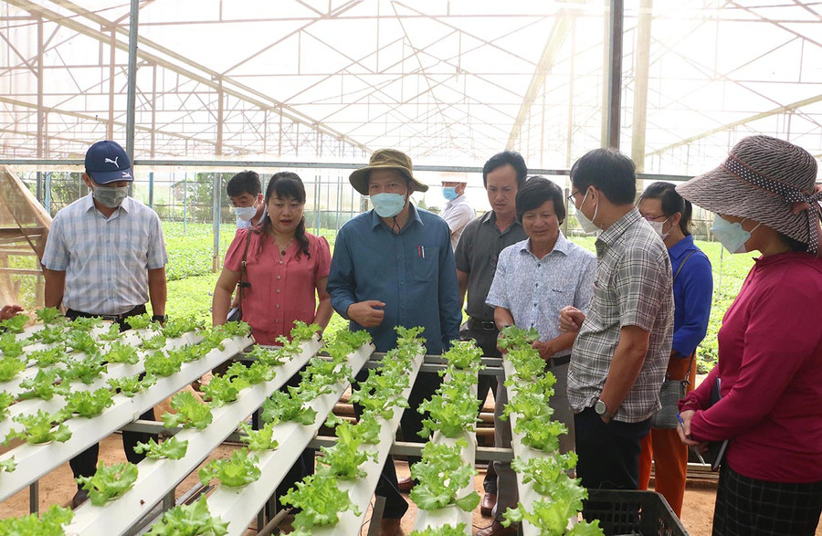 Việc triển khai các chuỗi liên kết, hợp tác còn chậm, chưa bền vững. Ảnh: Quang Tấn Việc triển khai các chuỗi liên kết, hợp tác còn chậm, chưa bền vững. Ảnh: Quang Tấn