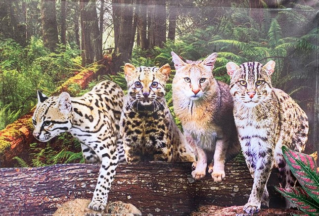 Ảnh triển lãm về mèo rừng Ảnh triển lãm về mèo rừng