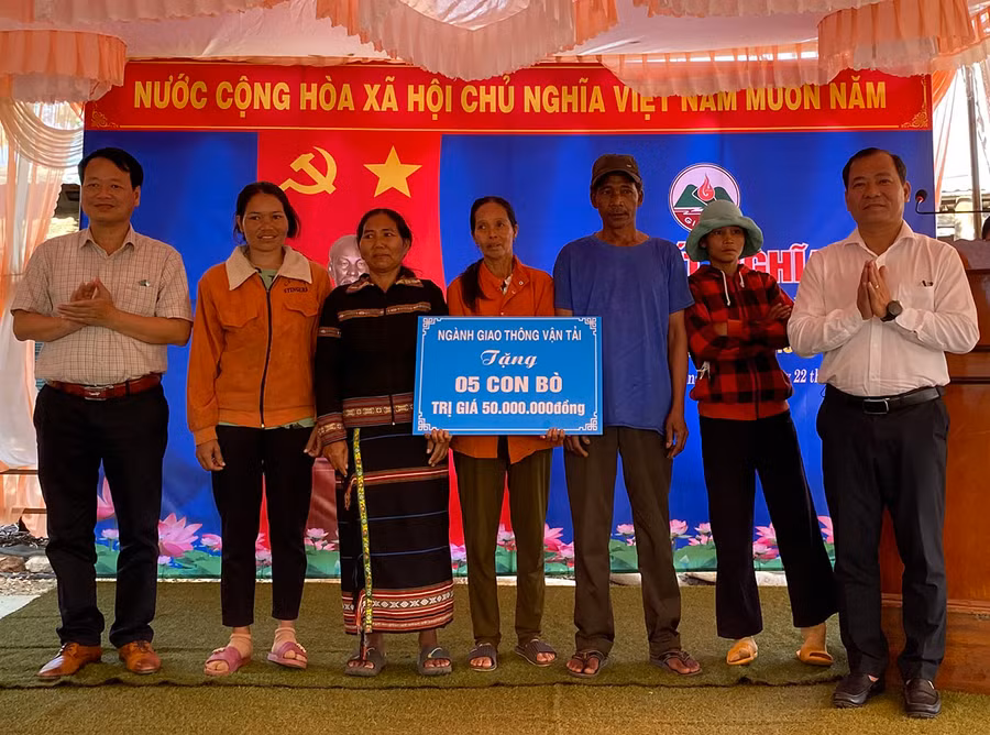 Sở Giao thông-Vận tải tặng bò hỗ trợ sinh kế cho các hộ nghèo làng Plei Hlốp. Ảnh: Hải Bình