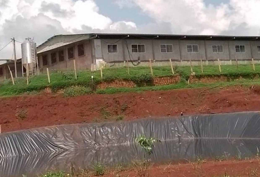 Một góc trang trại nuôi heo của Công ty TNHH một thành viên Hải Tây Phát. Ảnh: T.D Một góc trang trại nuôi heo của Công ty TNHH một thành viên Hải Tây Phát. Ảnh: T.D