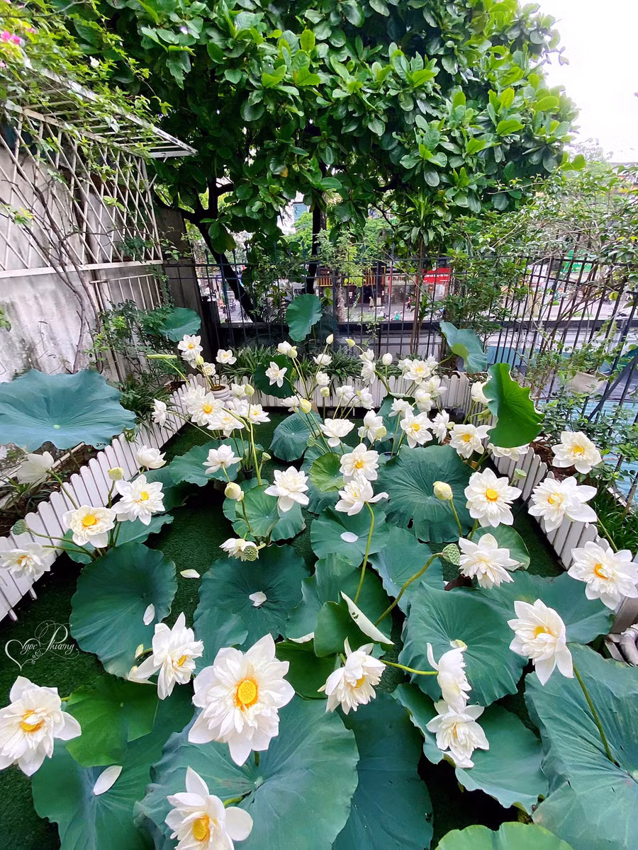 "Đầm sen" thu nhỏ của chị Phương. Ảnh: NVCC