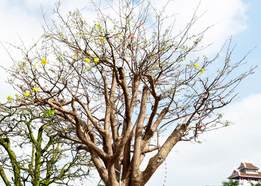Cụ mai hồng diệp này hơn 100 tuổi Cụ mai hồng diệp này hơn 100 tuổi