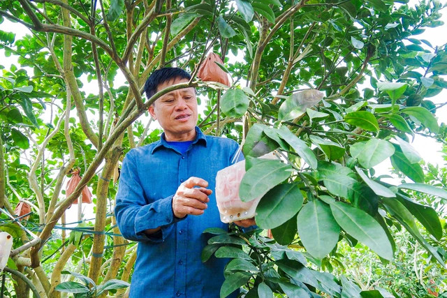 Ông Lương Văn Phương, Chủ tịch Hội đồng quản trị hợp tác xã bưởi đỏ Đông Cao, cho biết mặc dù còn hơn một tháng nữa mới đến Tết Nguyên đán Giáp Thìn 2024 nhưng hiện nay số lượng bưởi đỏ đúc chữ tài - lộc trong vườn đã được đặt hàng hết