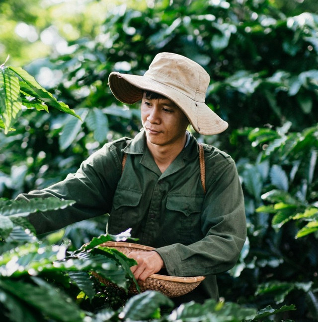 Võ Ngọc Dũng về quê lập nghiệp trồng hồ tiêu, cà phê hữu cơ. Ảnh: NVCC