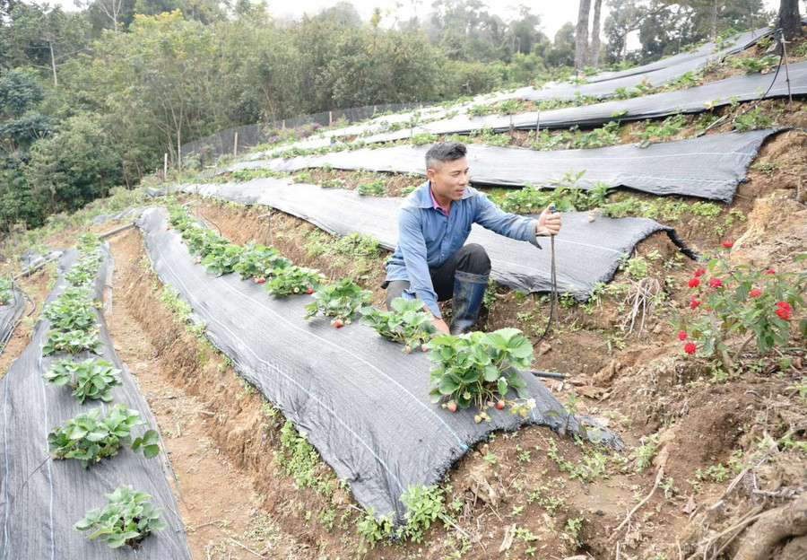 Trồng dâu tây là hướng đi mới và mang lại hiệu quả cao ở Tu Mơ Rông. Ảnh: V.T Trồng dâu tây là hướng đi mới và mang lại hiệu quả cao ở Tu Mơ Rông. Ảnh: V.T